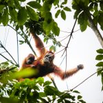 Menyelamatkan Orangutan Tersesat