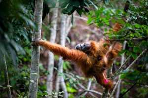 Polres Aceh Tamiang Tangkap 3 Pelaku Perdagangan Orangutan