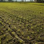 UU Cipta Kerja Izinkan Alih Fungsi Lahan Sawah