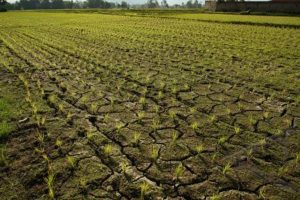 UU Cipta Kerja Izinkan Alih Fungsi Lahan Sawah