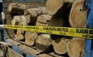 Diduga Terlibat Illegal Logging, Kapolsek Beutong Ditangkap