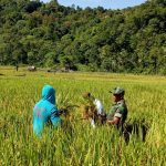 Babinsa Koramil Meukek Panen Padi di Alue Meutuah