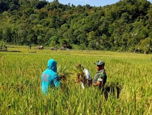 Babinsa Koramil Meukek Panen Padi di Alue Meutuah