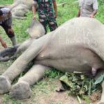 Dua Ekor Gajah Mati Tersengat Listrik