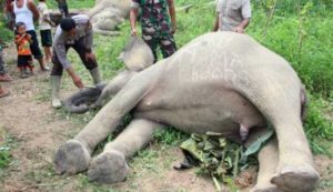 Dua Ekor Gajah Mati Tersengat Listrik