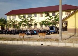 Tak Berpagar, Hewan Ternak Ganggu Kenyamanan Belajar Siswa SMA Idi