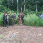 Polisi Obrak-abrik 2 Hektar Ladang Ganja di Aceh Besar