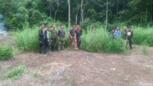 Polisi Obrak-abrik 2 Hektar Ladang Ganja di Aceh Besar