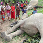 Foto: Gajah Sumatera Mati di Perkebunan Warga