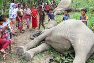 Foto: Gajah Sumatera Mati di Perkebunan Warga