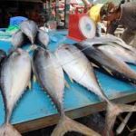 Stok Menipis dan Bulan Maulid, Harga Ikan di Pidie Melonjak Naik