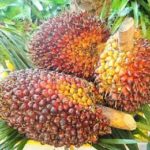 Harga TBS Kelapa Sawit di Aceh Barat Daya Membaik