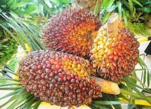 Harga TBS Kelapa Sawit di Aceh Barat Daya Membaik