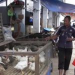 Maulid Nabi, Harga Ayam Broiler Terus Melonjak di Aceh Barat