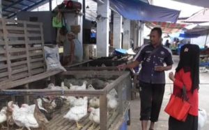 Maulid Nabi, Harga Ayam Broiler Terus Melonjak di Aceh Barat