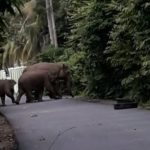 Warga Kemukiman Kandang Ramai-ramai Usir Kawanan Gajah Liar