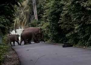 Warga Kemukiman Kandang Ramai-ramai Usir Kawanan Gajah Liar