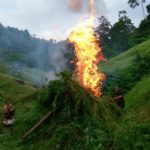 Polisi Obrak-abrik 9 Hektare Ladang Ganja di Aceh Besar