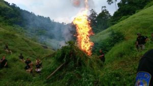 Polisi Obrak-abrik 9 Hektare Ladang Ganja di Aceh Besar