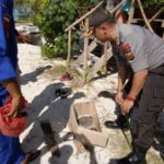 Kapolres Aceh Singkil Temukan Tanaman Ganja di Pulau Sikandang 