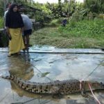 Warga Singkil Minta Pemkab Buat Penakaran Buaya