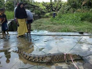 Warga Singkil Minta Pemkab Buat Penakaran Buaya