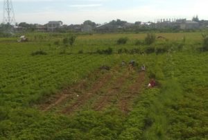 Petani Abdya Mulai Panen Kacang Tanah