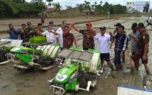 Pemkab Abdya Tanam Padi Perdana di Bineh Krueng