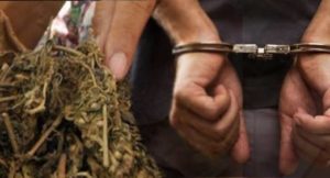 Jual Ganja untuk Kebutuhan Hidup, Zulkifli Diciduk Polisi