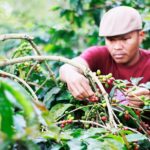 Panen kopi gayo di perkebunan kopi desa Jamur Uluh. (foto Fauzan My)