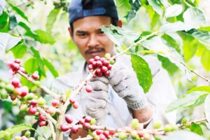 Panen kopi gayo di perkebunan kopi desa Jamur Uluh. (foto Fauzan My)