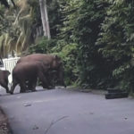 Gajah liar turun ke pemukiman warga. (Foto Ist)