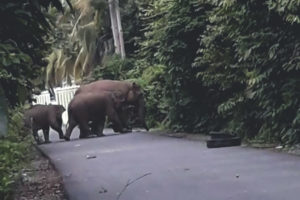 Gajah liar turun ke pemukiman warga. (Foto Ist)