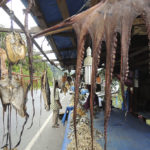 Gurita asi yang dijual di pasar ikan asin Leupueng, Aceh Besar.