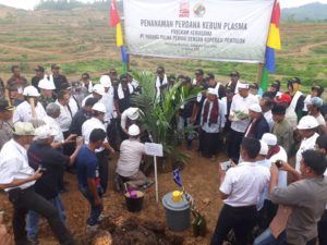 PT Padang Palma Dampingi Petani Sawit Bangun Kebun Plasma