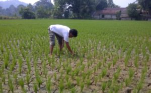 Puluhan Hektare Sawah Tadah Hujan di Abdya Kering