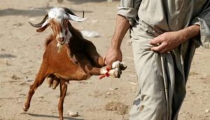 Dua Pencuri Kambing Dibekuk Polisi di Pidie Jaya