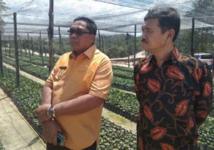 Bupati dan Wabup Singkil Tinjau Tempat Pembenihan Bibit Unggul Kelapa Sawit