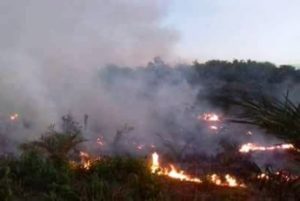 10 Hektare Lahan Gambut Terbakar di Aceh Singkil