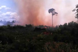 Kebakaran Lahan di Singkil Mulai Menjalar ke Kebun Sawit Warga