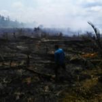 Meluas, Kebakaran Lahan Gambut dan Kebun Sawit Capai 40 Hektar 