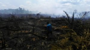 Meluas, Kebakaran Lahan Gambut dan Kebun Sawit Capai 40 Hektar 