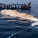 Paus Raksasa Ditemukan Mati di Pulau Banyak