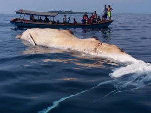 Paus Raksasa Ditemukan Mati di Pulau Banyak