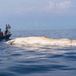 Bangkai Paus Raksasa di Pulau Banyak Gagal Dikuburkan