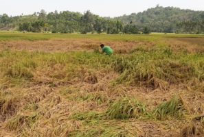 Diserang Hama Wereng, Petani di Pidie Jaya Terancam Gagal Panen