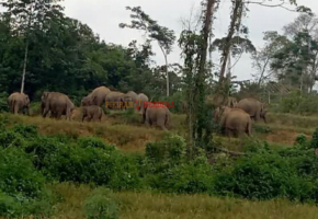 Kawanan Gajah Kembali Obrak Abrik Padi Warga Pidie