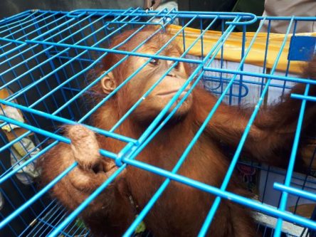 BKSDA Aceh Terima Anak Orangutan Sumatera