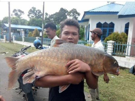 Pemuda Penanggalan Ini Jual Ikan Jurung Seberat 20 Kg Rp2,5 Juta