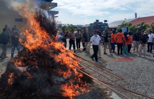 Polres Pidie Bakar 415 Kg Ganja